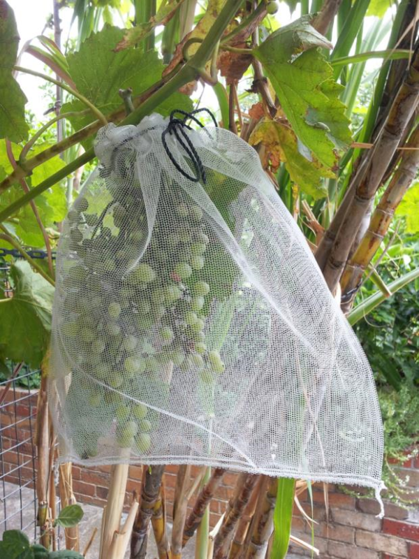 Fruit Bags Wholesale